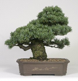 Japanese Five Needle Pine Bonsai Tree<br><i>(pinus parvifolia)</i>