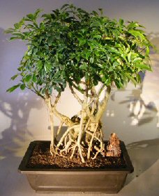 Hawaiian Umbrella Bonsai Tree<br>Banyan Style<br>(arboricola schfflera)