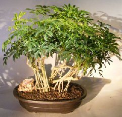 Hawaiian Umbrella Bonsai Tree<br>Banyan Style<br>(arboricola schfflera)