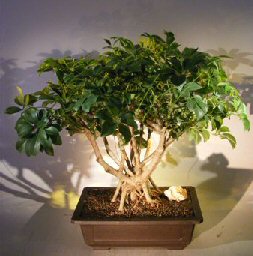 Hawaiian Umbrella Bonsai Tree<br>Banyan Style<br>(arboricola schfflera)