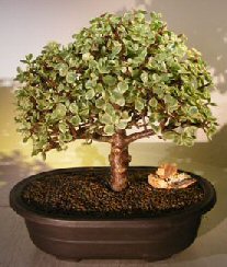 Baby Jade Bonsai Tree - Variegated<br>(portulacaria afra variegata)