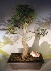 Chinese Elm Bonsai Tree<br>Curved Trunk & Tiered Branching Style<br><i>(ulmus parvifolia)</i>