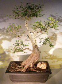 Chinese Elm Bonsai Tree<br>Curved Trunk & Tiered Branching Style<br><i>(ulmus parvifolia)</i>