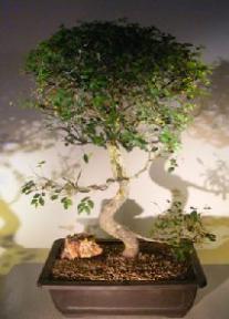 Chinese Elm Bonsai Tree<br>Curved Trunk & Tiered Branching Style<br><i>(ulmus parvifolia)</i>