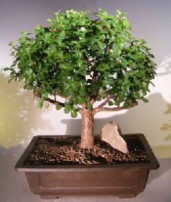 Baby Jade Bonsai Tree<br><i>(Portulacaria Afra)</i>