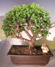 Baby Jade Bonsai Tree<br><i>(Portulacaria Afra)</i>