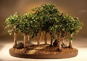 Ficus Too Little<br><i>(ficus benjamina 'too little')</i>