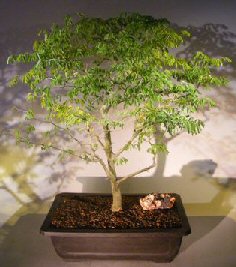 Flowering Brazilian Raintree Bonsai Tree<br><i>(pithecellobium tortum)</i>