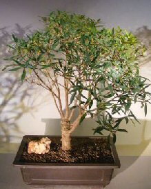 Willow Leaf Ficus Bonsai Tree<br><i>(Ficus Nerifolia/Salisafolia)</i>