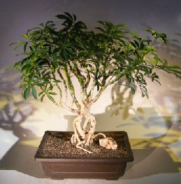 Hawaiian Umbrella Bonsai Tree<br>Exposed Roots<br><i>(arboricola schfflera)</i>