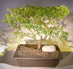 Flowering Brazilian Raintree Bonsai Tree<br><i>(pithecellobium tortum)</i>