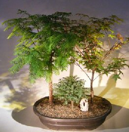 Three Tree Forest Group<br>Redwood Bonsai Tree<i>(metasequoia glyptostroboides)</i><br>Japanese Red Maple<i>(shindeshojo)</i><br>Chinese Seiju Elm<i>(ulmus parvifolia 'seiju')</i>