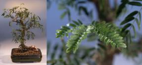 Flowering Mimosa<br><i>(mimosa pudica)</i>