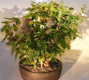 Flowering Japanese Honeysuckle Bonsai Tree- Phoenix Graft<br>(lonicera japonica 'halliana')