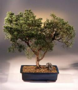 Shimpaku Juniper Bonsai Tree<br><i>(juniperus chinensis)</i>