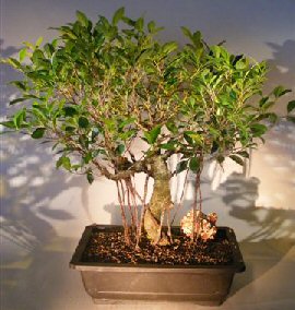 Ficus Retusa Bonsai Tree<br><i></i>Curved Trunk & Banyan Roots<br><i></i>(ficus retusa)