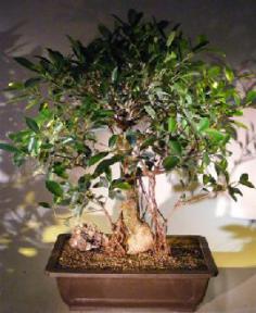 Ficus Retusa Bonsai Tree<br><i></i>Curved Trunk, Tiered Branching & Banyan Roots<br><i></i>(ficus retusa)