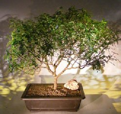 Flowering Chinese Pepper Bonsai Tree<br><i>(zanthoxylum piperitum)</i>