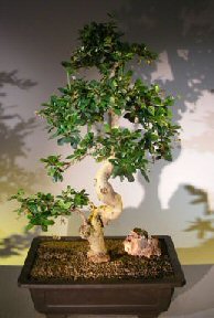 Flowering Fukien Tea Bonsai Tree<br>Curved Trunk & Tiered Branching<br><i>(ehretia microphylla)</i>