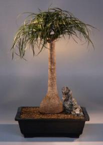 Pony Tail Palm Bonsai Tree<br><i>(beaucamea recurvata)</i>