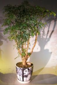 Ming Aralia Bonsai Tree<br><i>(polyscais fruticosa)</i>