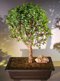 Baby Jade Bonsai Tree<br><i></i>(Portulacaria Afra)