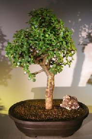 Baby Jade Bonsai Tree<br><i></i>(Portulacaria Afra)