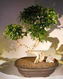 Flowering Ligustrum Bonsai Tree<br>Curved Trunk<br><i>(ligustrum lucidum)</i>