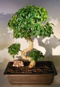 Flowering Ligustrum Bonsai Tree<br>Curved Trunk<br><i>(ligustrum lucidum)</i>