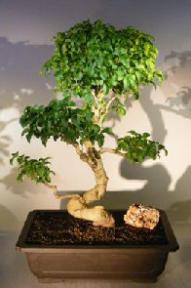Flowering Ligustrum Bonsai Tree<br><i></i>Curved Trunk & Tiered Branching Style<br><i></i>(ligustrum lucidum)