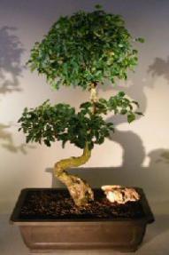 Flowering Ligustrum Bonsai Tree<br><i></i>Curved Trunk & Tiered Branching Style<br><i></i>(ligustrum lucidum)