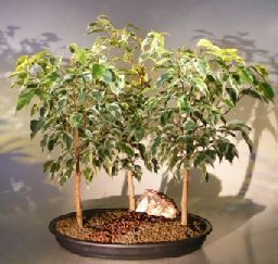 Ficus Bonsai Tree Variegated<br>Three (3) Tree Group<br><i>(ficus benjamina)</i>