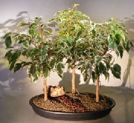 Ficus Bonsai Tree Variegated<br>Three (3) Tree Group<br><i>(ficus benjamina)</i>