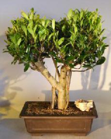 Ficus Microcarpa Bonsai Tree<br>Banyan Style<br><i>(ficus microcarpa 'kaneshiro')</i>