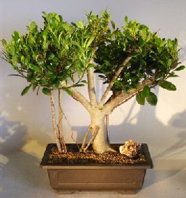 Ficus Microcarpa<br>Banyan Style<br><i>(ficus microcarpa 'kaneshiro')</i>