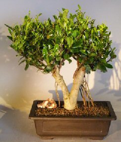 Ficus Microcarpa<br>Banyan Style<br><i>(ficus microcarpa 'kaneshiro')</i>