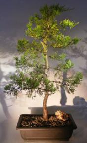 Smooth Arizona Cypress Bonsai Tree<br><i>(cupressus glabra)</i>