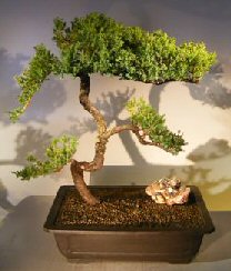 Juniper Bonsai Tree - Trained <br><i></i>(juniper procumbens nana) 