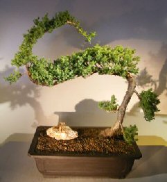 Juniper Bonsai Tree - Trained <br><i></i>(juniper procumbens nana) 