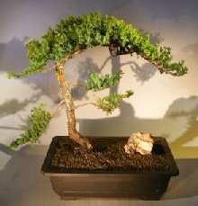 Juniper Bonsai Tree - Trained <br><i></i>(juniper procumbens nana) 