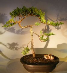 Juniper Bonsai Tree - Trained <br><i></i>(juniper procumbens nana) 