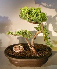 Juniper Bonsai Tree - Trained <br><i></i>(juniper procumbens nana) 