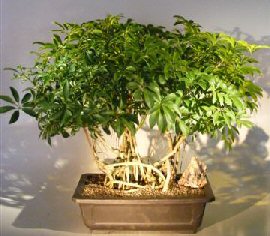 Hawaiian Umbrella Bonsai Tree - Variegated<br><i></i>Banyan Style<br><i></i>(arboricola schfflera)