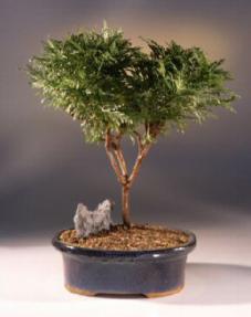 Montauk Daisy Bonsai Tree<br><i>(chrysanthemum nipponicum)</i>