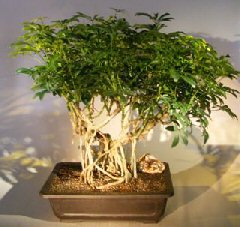 Hawaiian Umbrella Bonsai Tree<br><i></i>Banyan Style<br><i></i>(arboricola schfflera)