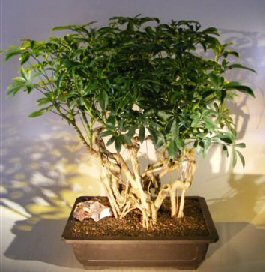 Hawaiian Umbrella Bonsai Tree<br><i></i>Banyan Style<br><i></i>(arboricola schfflera)