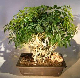 Hawaiian Umbrella Bonsai Tree<br><i></i>Banyan Style<br><i></i>(arboricola schfflera)