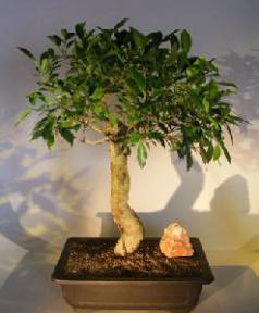 Ficus Retusa Bonsai Tree<br><i>(ficus retusa)</>