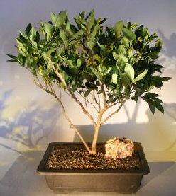 Flowering Waxleaf Ligustrum Bonsai Tree<br><i></i>(ligustrum japonicum 'texanum')