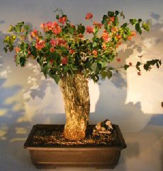 Bougainvillea - Flowering Vine<br><i>(Pink Pixie)</i>